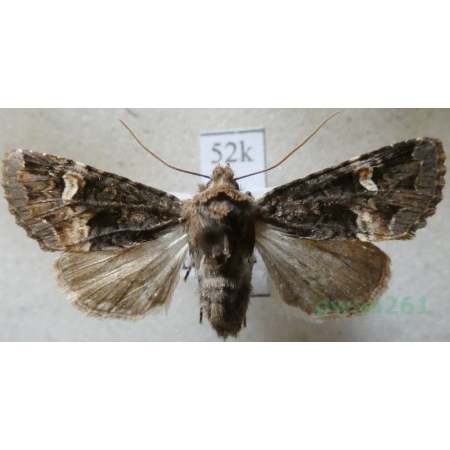 Rileyiana fovea (Treitschke, 1825) Hungaria52k